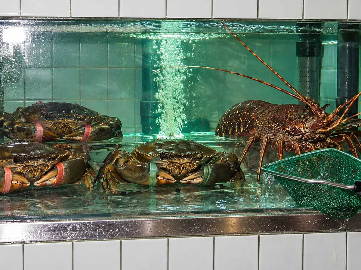 Live crabs and a lobster in a tank set into a tiled wall, from the Shun Tide Seafood concept project.